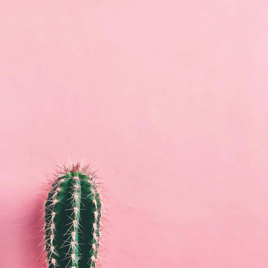 Aesthetic Cactus Wallpapers | WallpapersOK