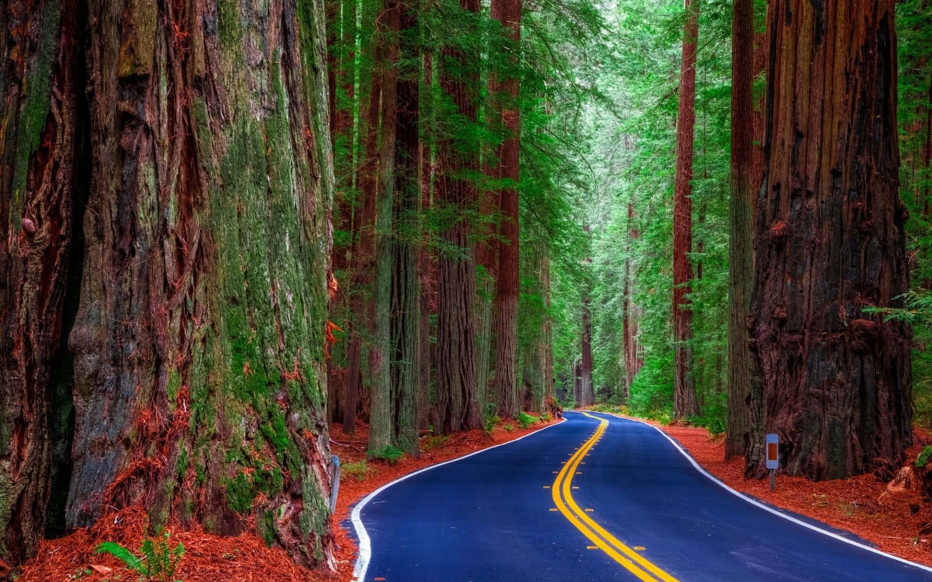 Explore The Red Forest Wallpaper WallpapersOK Explore The Red Forest Wallpaper WallpapersOK