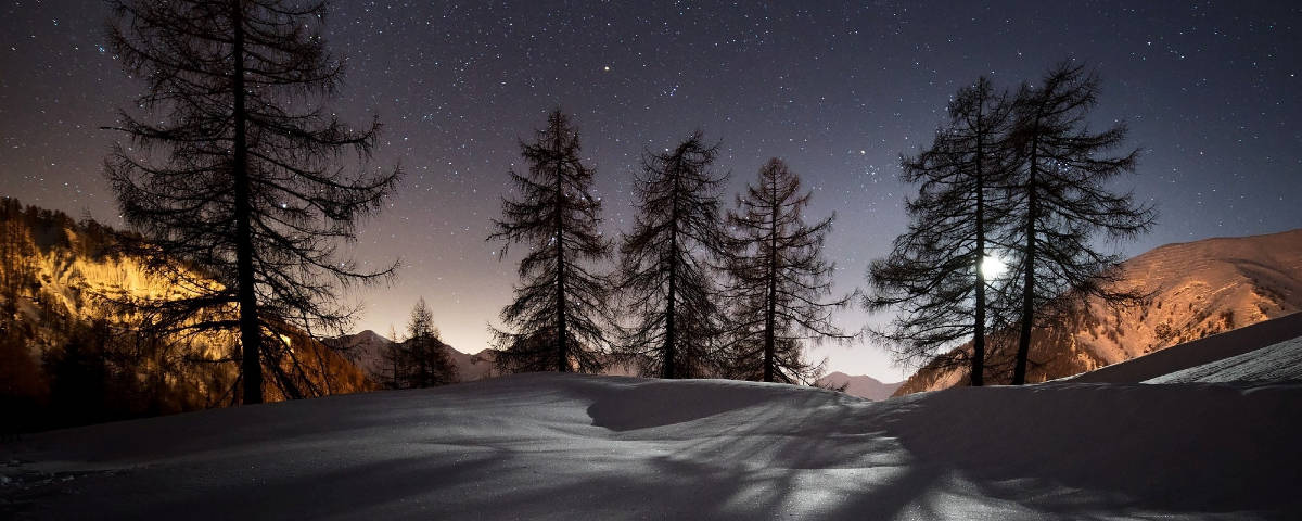 1200x480 Dried Pine Trees Wallpaper