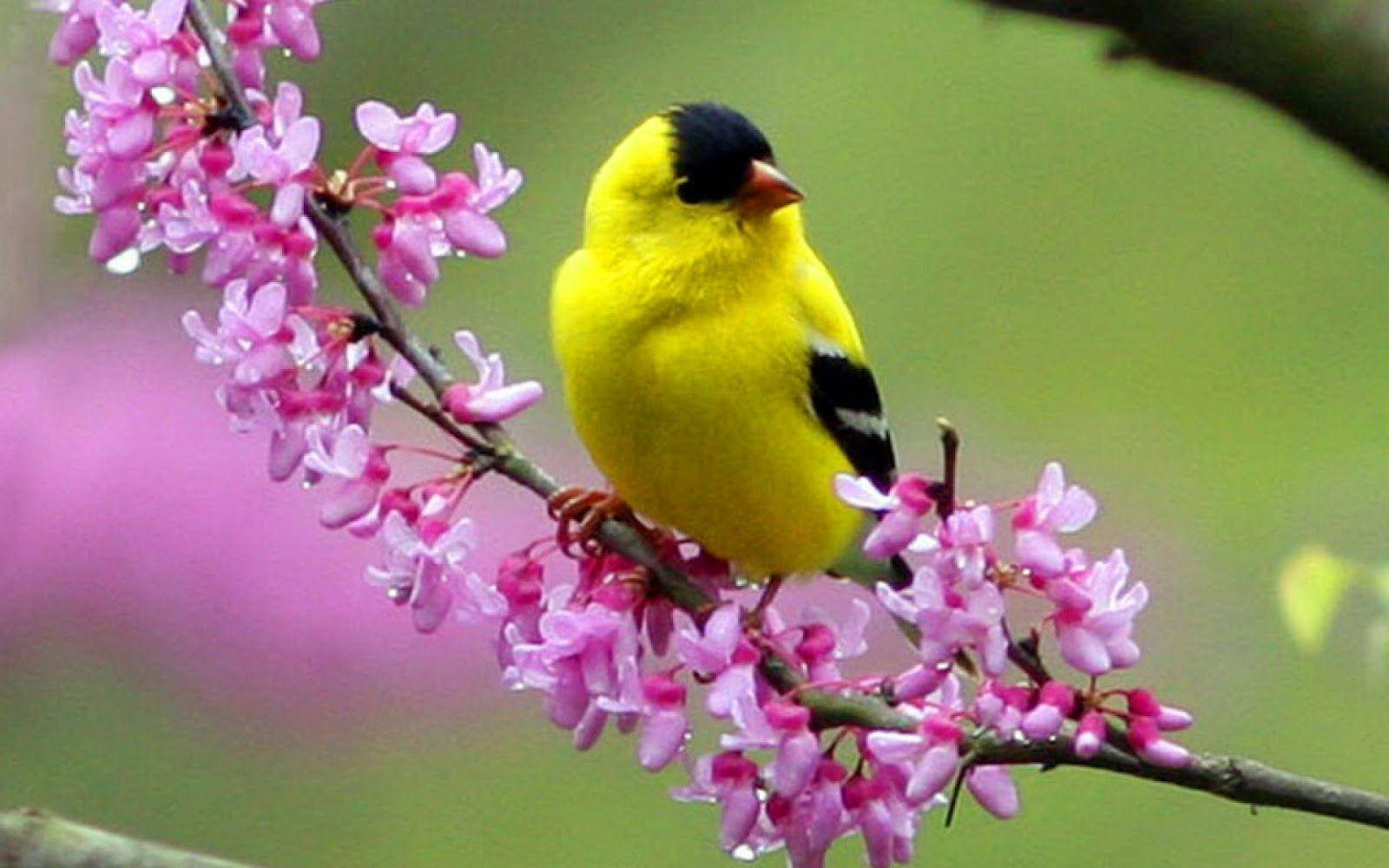 1920x1080 Hd Birds American Goldfinch Wallpaper