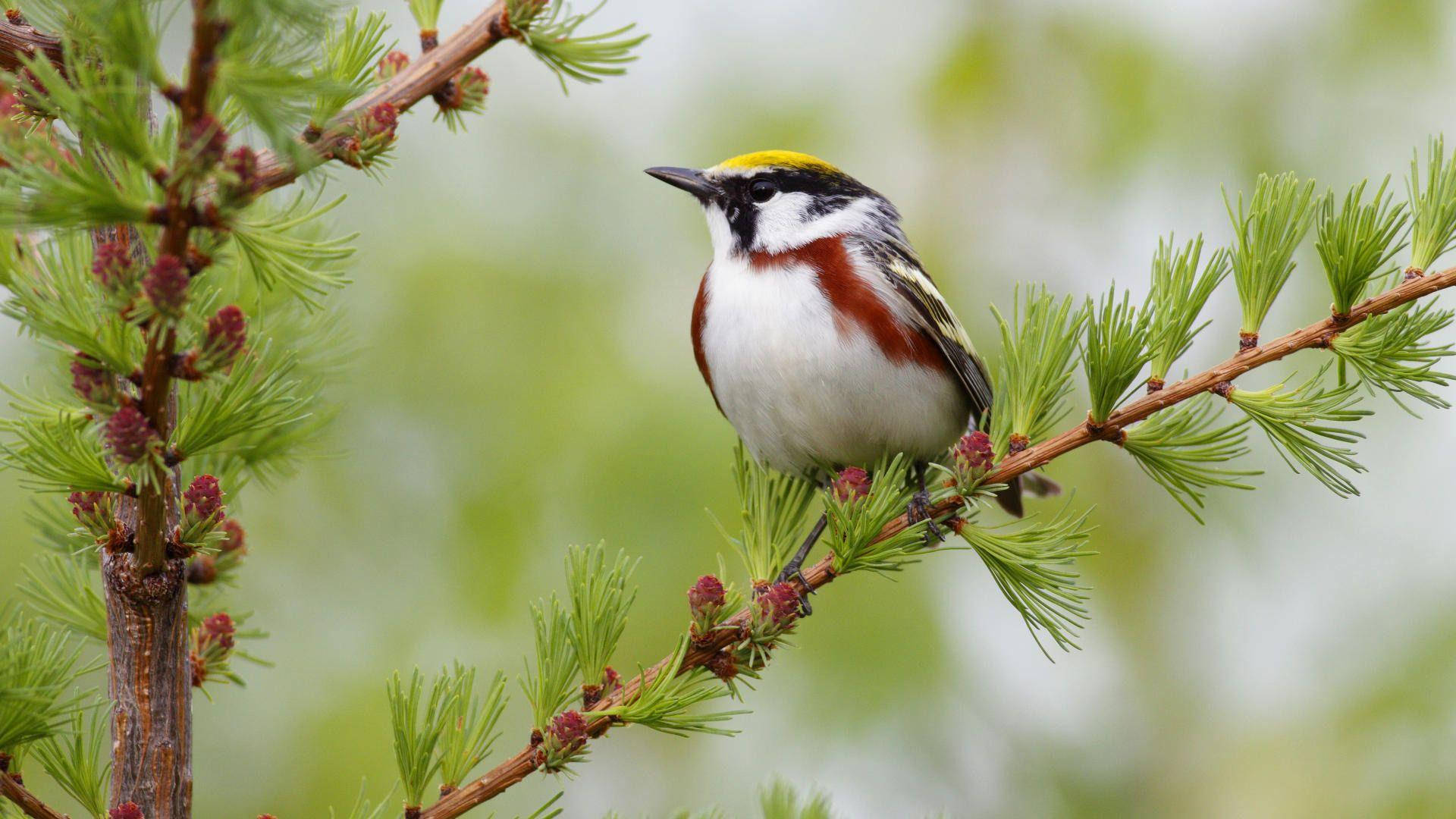 1920x1080 Hd Birds Chestnut-sided Warbler Wallpaper