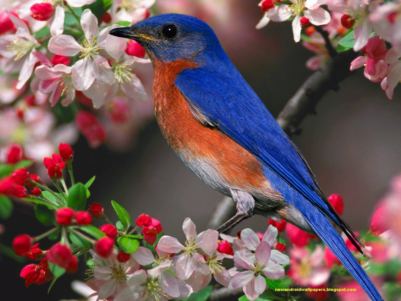 1920x1080 Hd Birds Eastern Bluebird Wallpaper