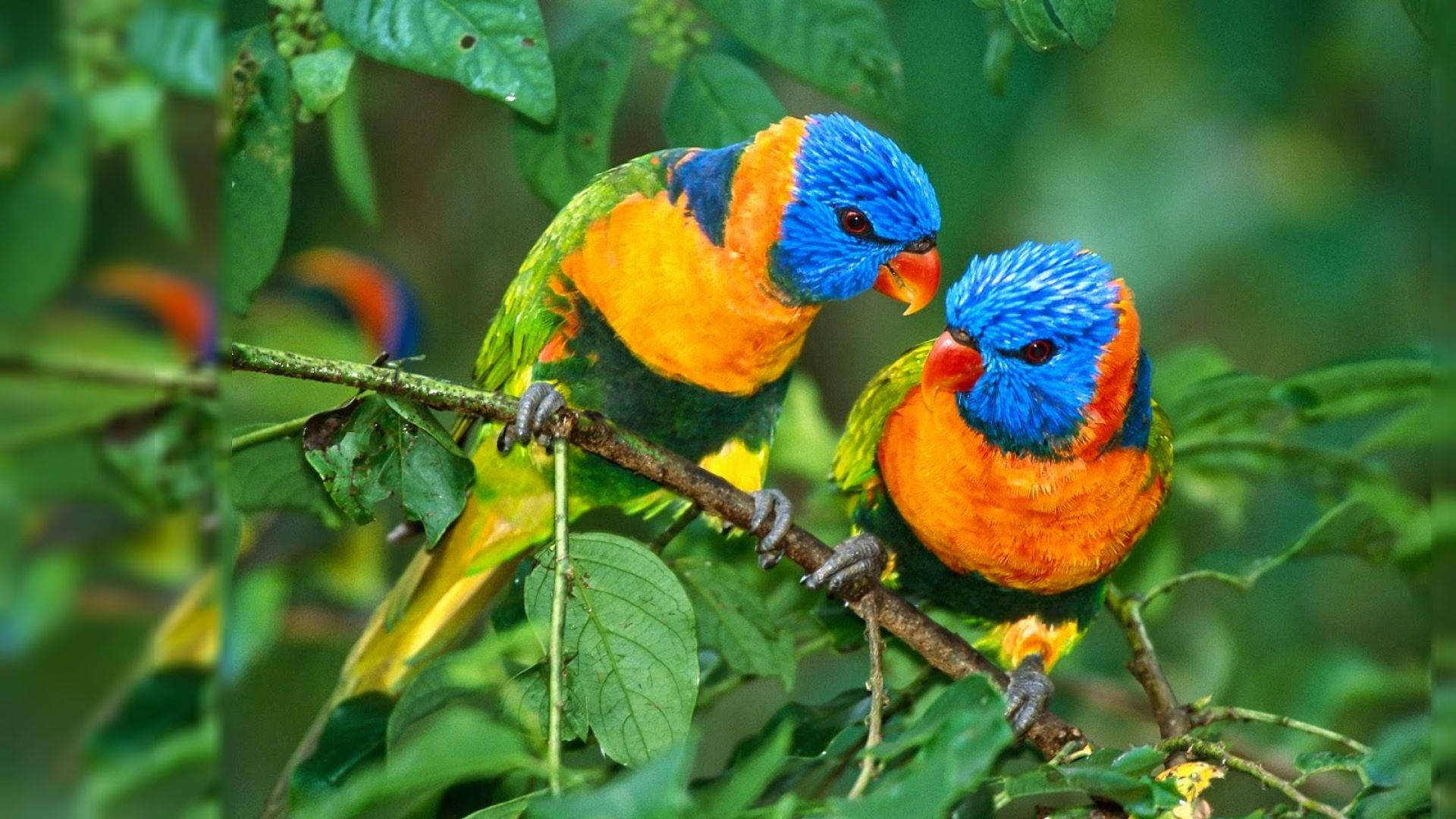 1920x1080 Hd Birds Little Parrot Wallpaper