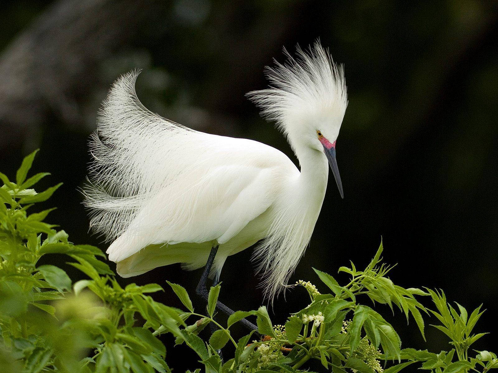 1920x1080 Hd Birds Snowy Egret Wallpaper