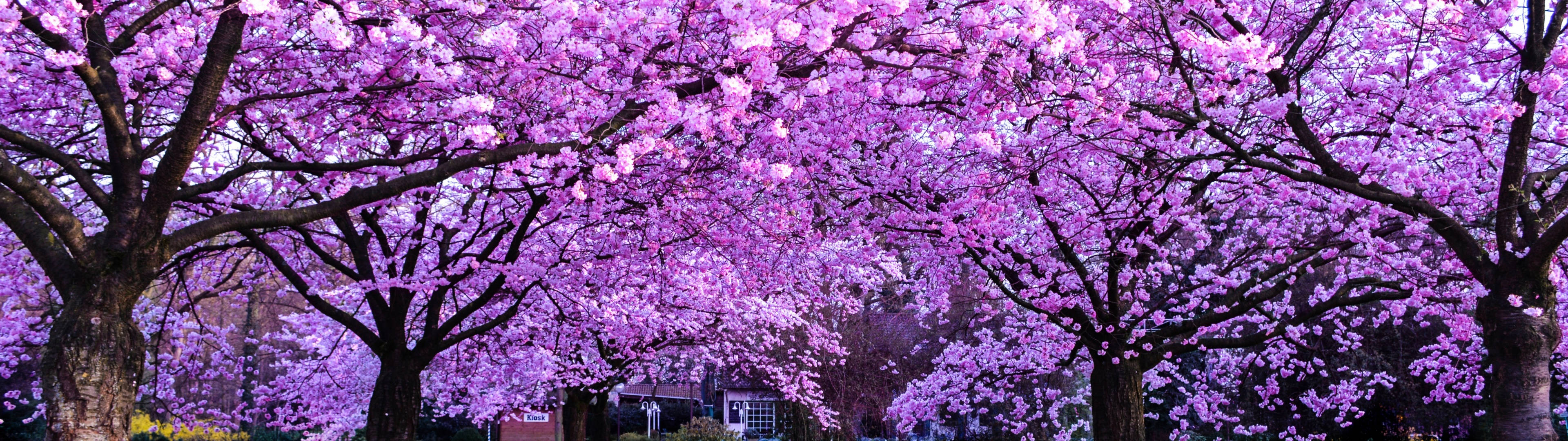 3840x1080 4k Cherry Blossom Trees Wallpaper