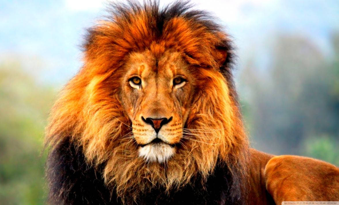 3d Lion Background Of Majestic Lion Wallpaper