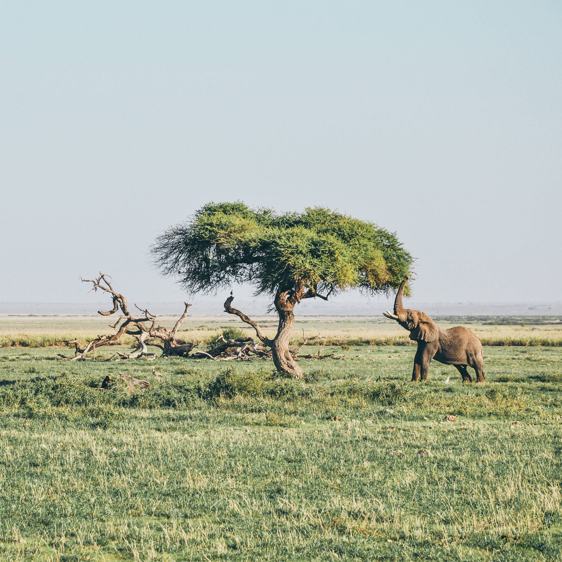 4k Elephant And Lone Tree Wallpaper