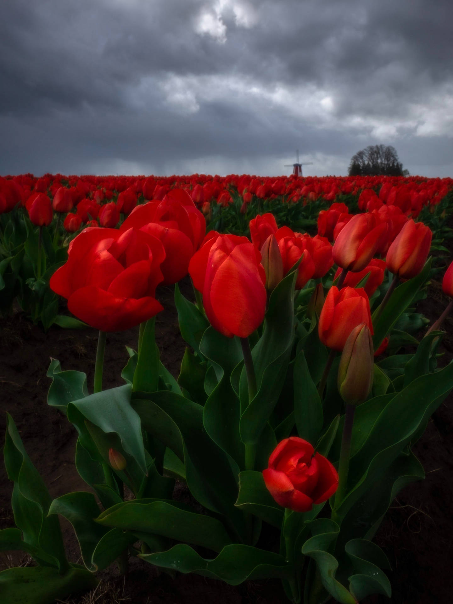 4k Iphone Red Tulips Wallpaper