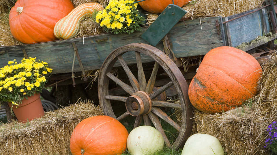 A Beautiful Autumn Harvest Scene With Vibrant Fall Pumpkins Wallpaper