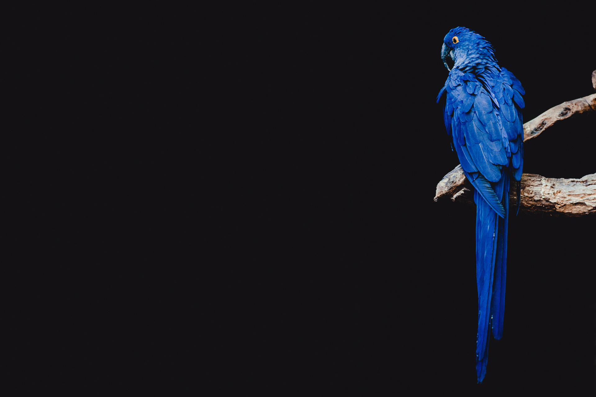 A Beautiful Blue Parrot Wallpaper