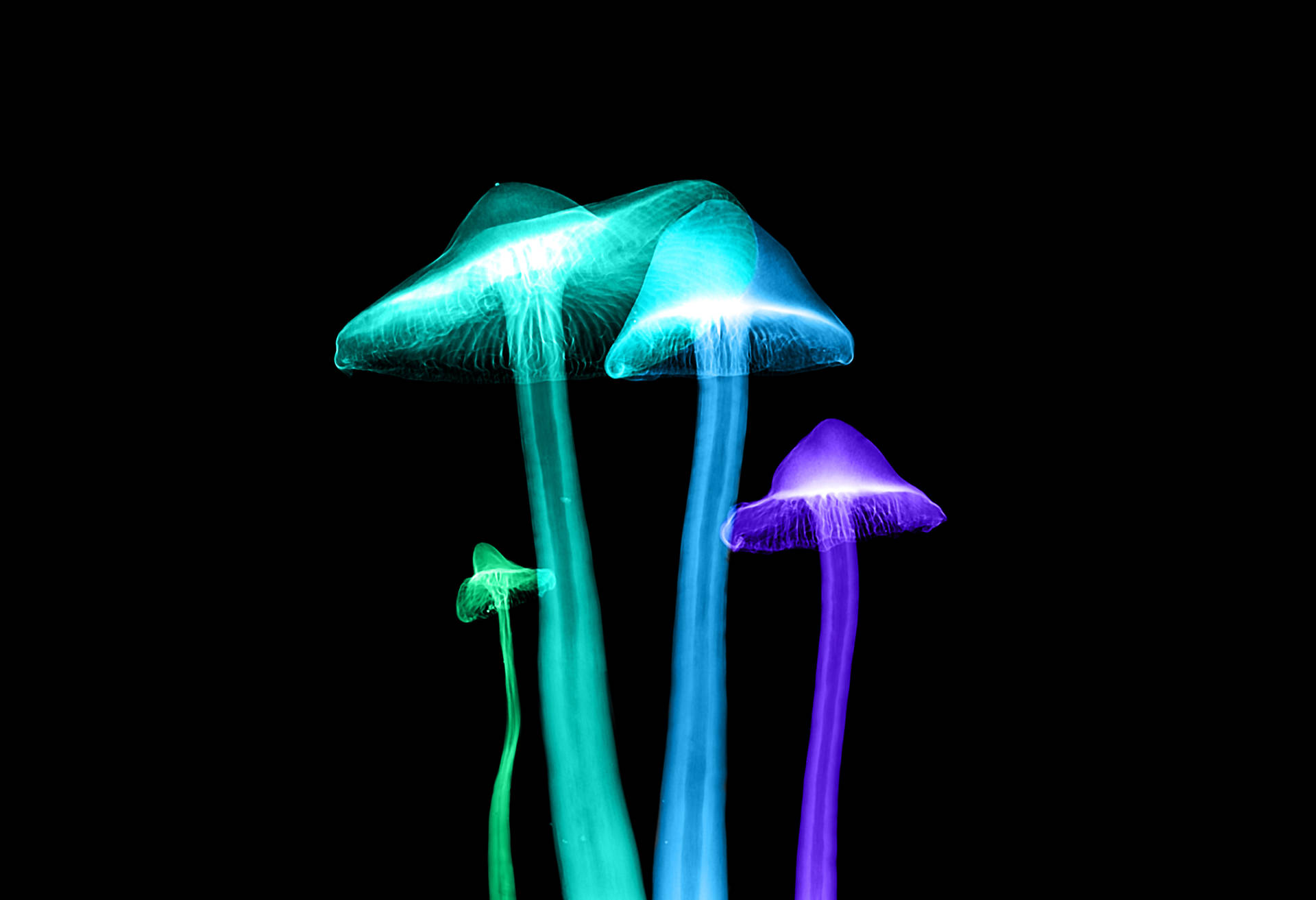 A Beautiful Display Of Glowing Mushroom Lights. Wallpaper