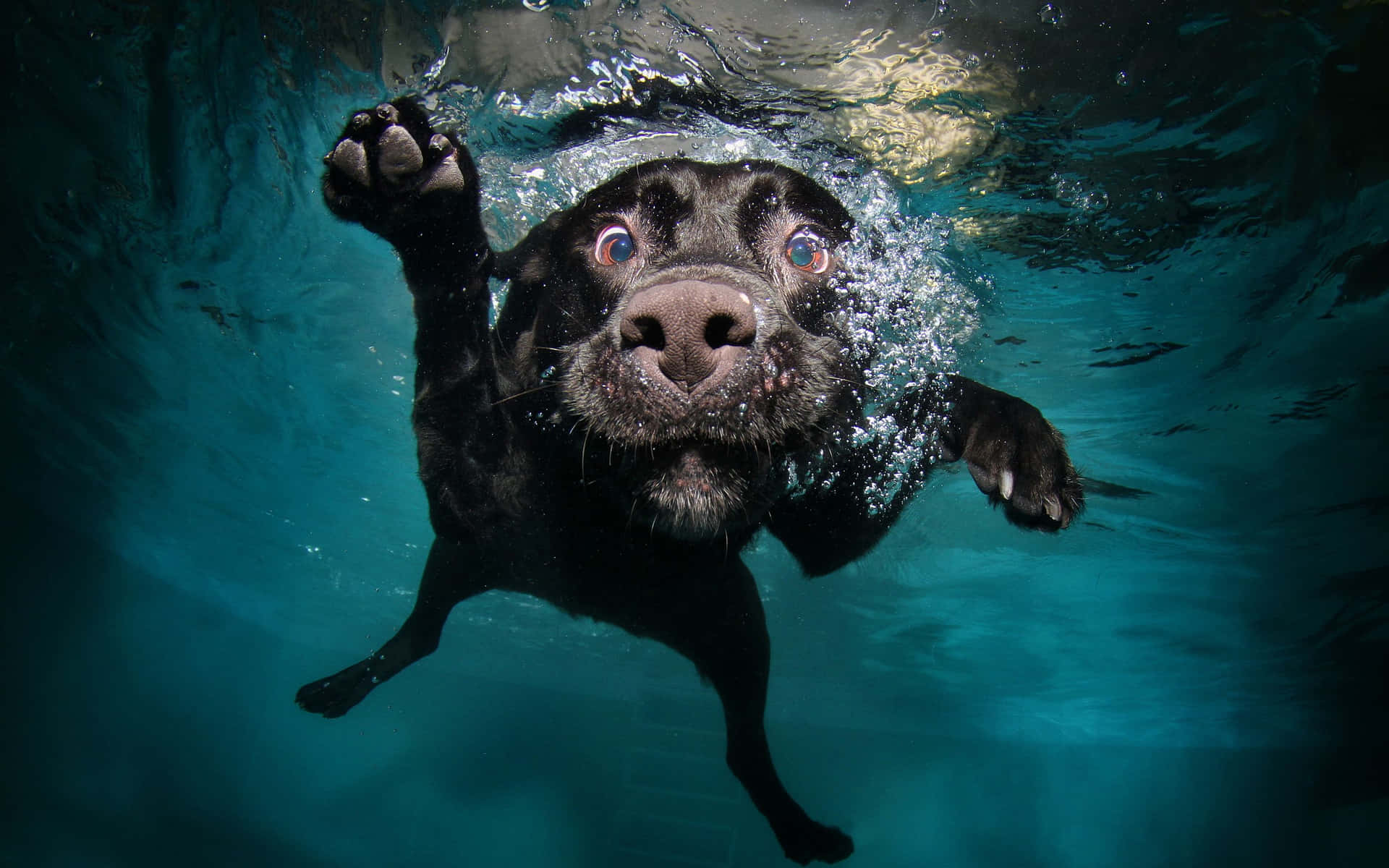 A Black Dog Swimming Underwater Wallpaper