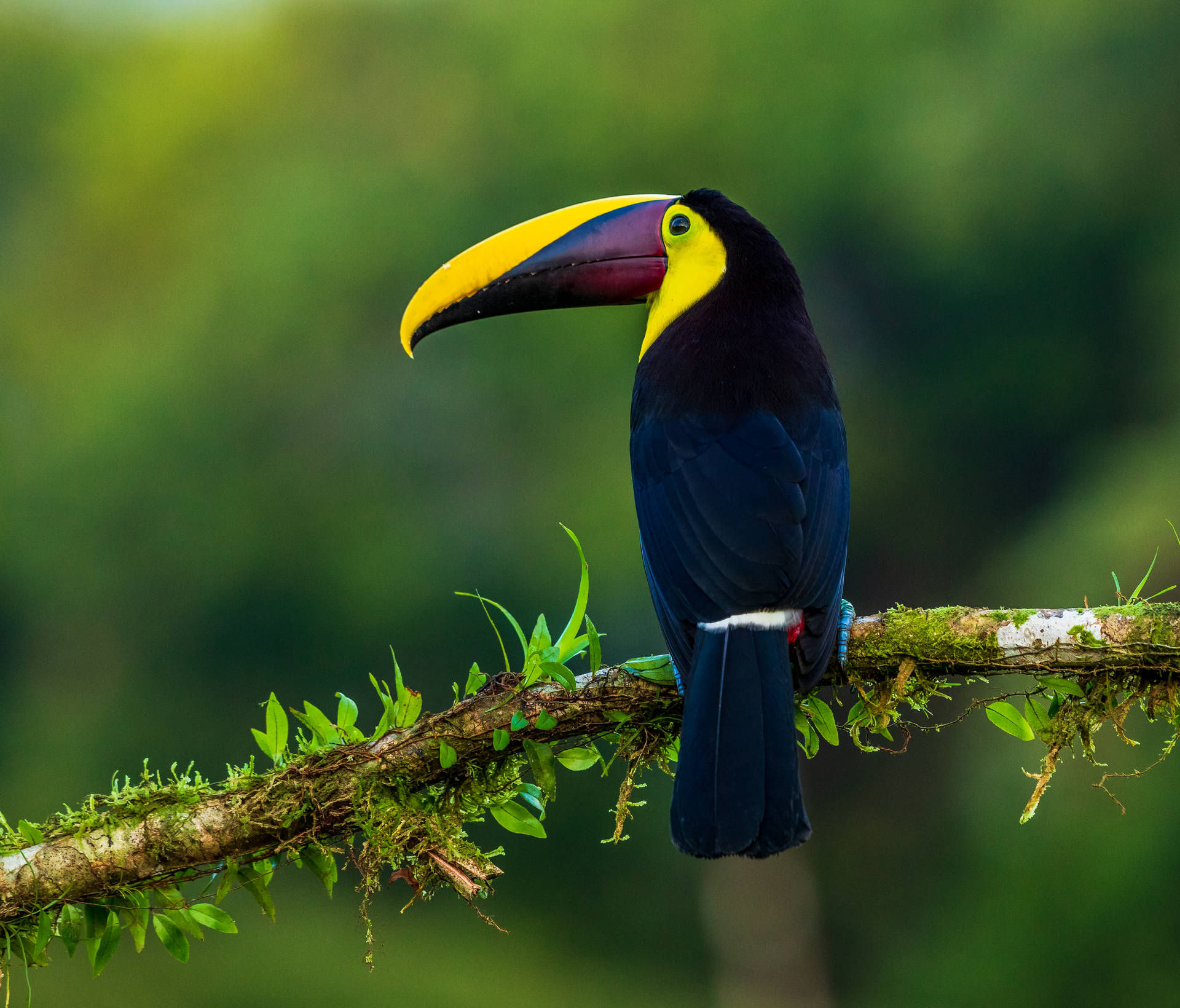 A Black Toucan In Nature Wallpaper