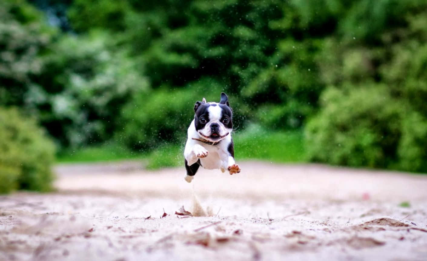 A Boston Terrier Enjoying A Sunny Day In The Park Wallpaper