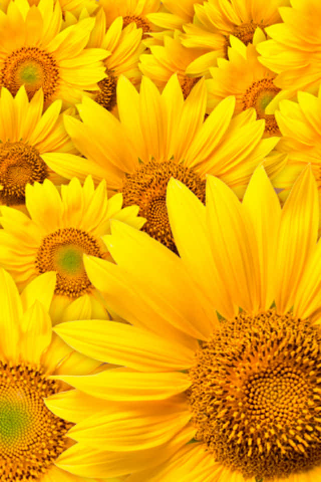 A Bright And Colorful Sunflower Field In Full Bloom Wallpaper