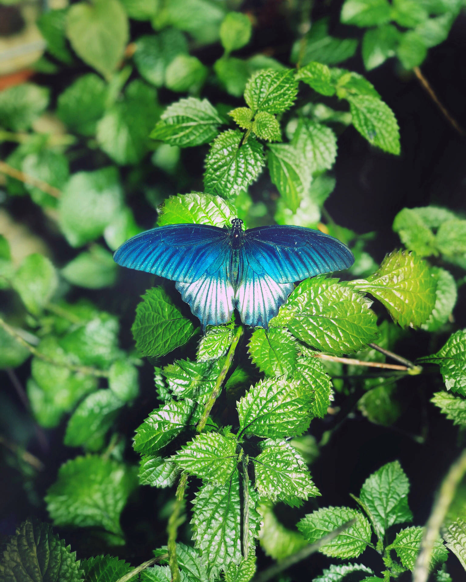 A Brilliant Blue Butterfly Grazes Atop A Sea Of Foliage. Wallpaper