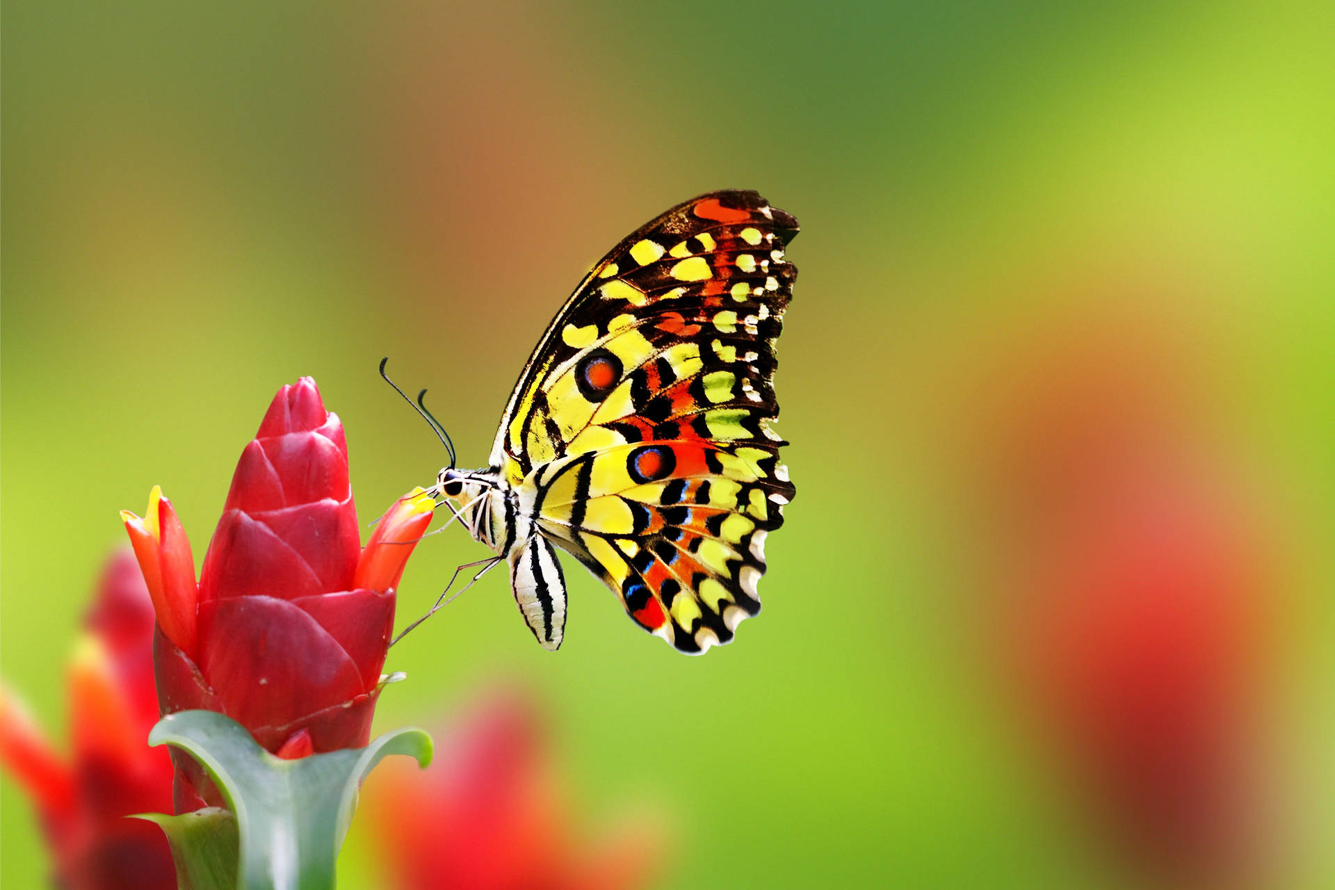 A Brilliant Yellow And Orange Butterfly Spreads Its Wings Wallpaper
