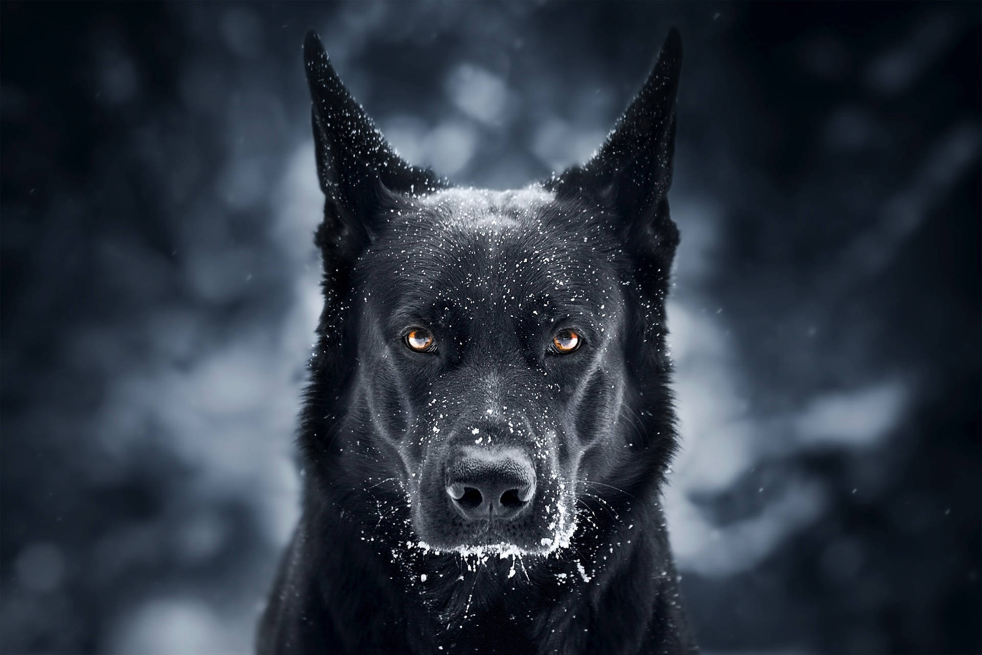 A Close-up Look At A Majestic German Shepherd Dog Wallpaper