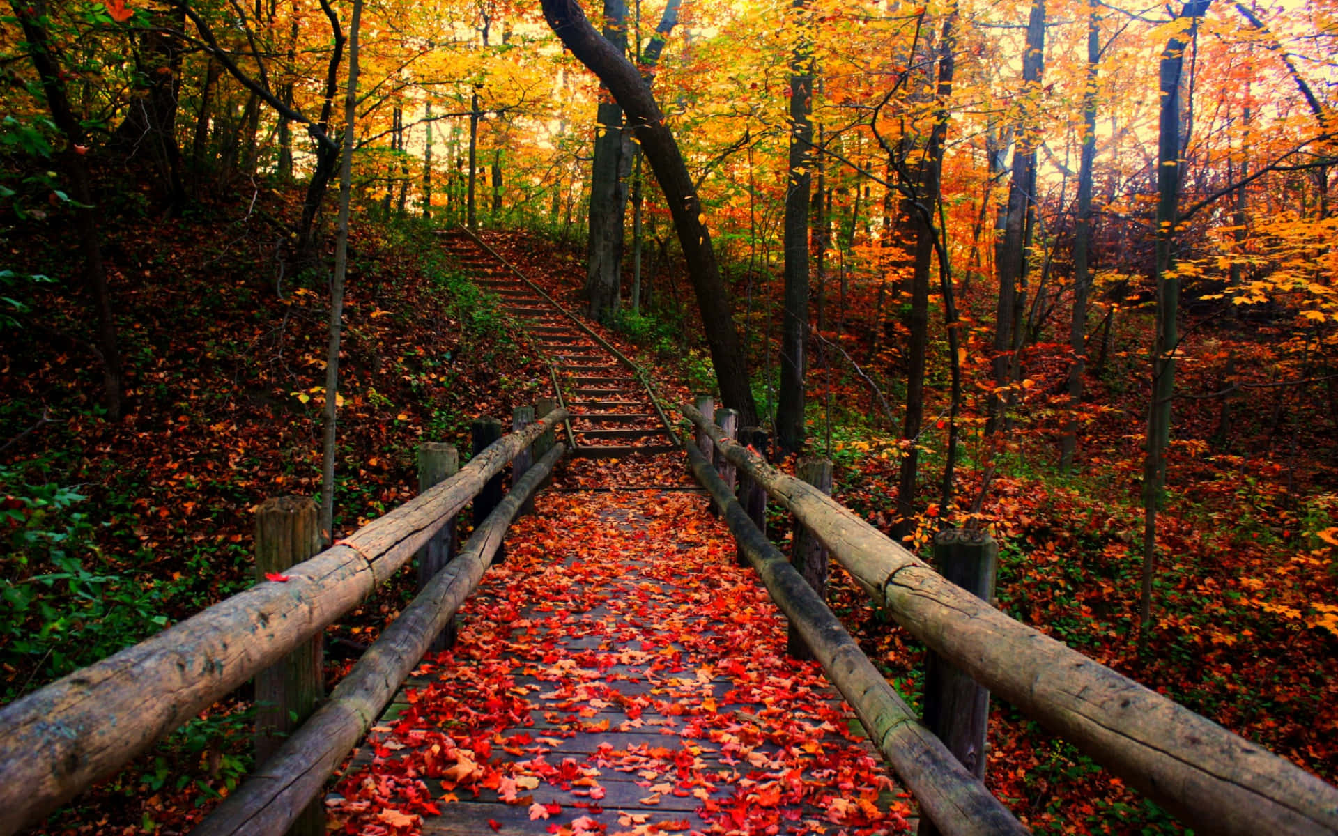 A Colourful Autumn Tree Surrounded By Red And Orange Leaves Wallpaper