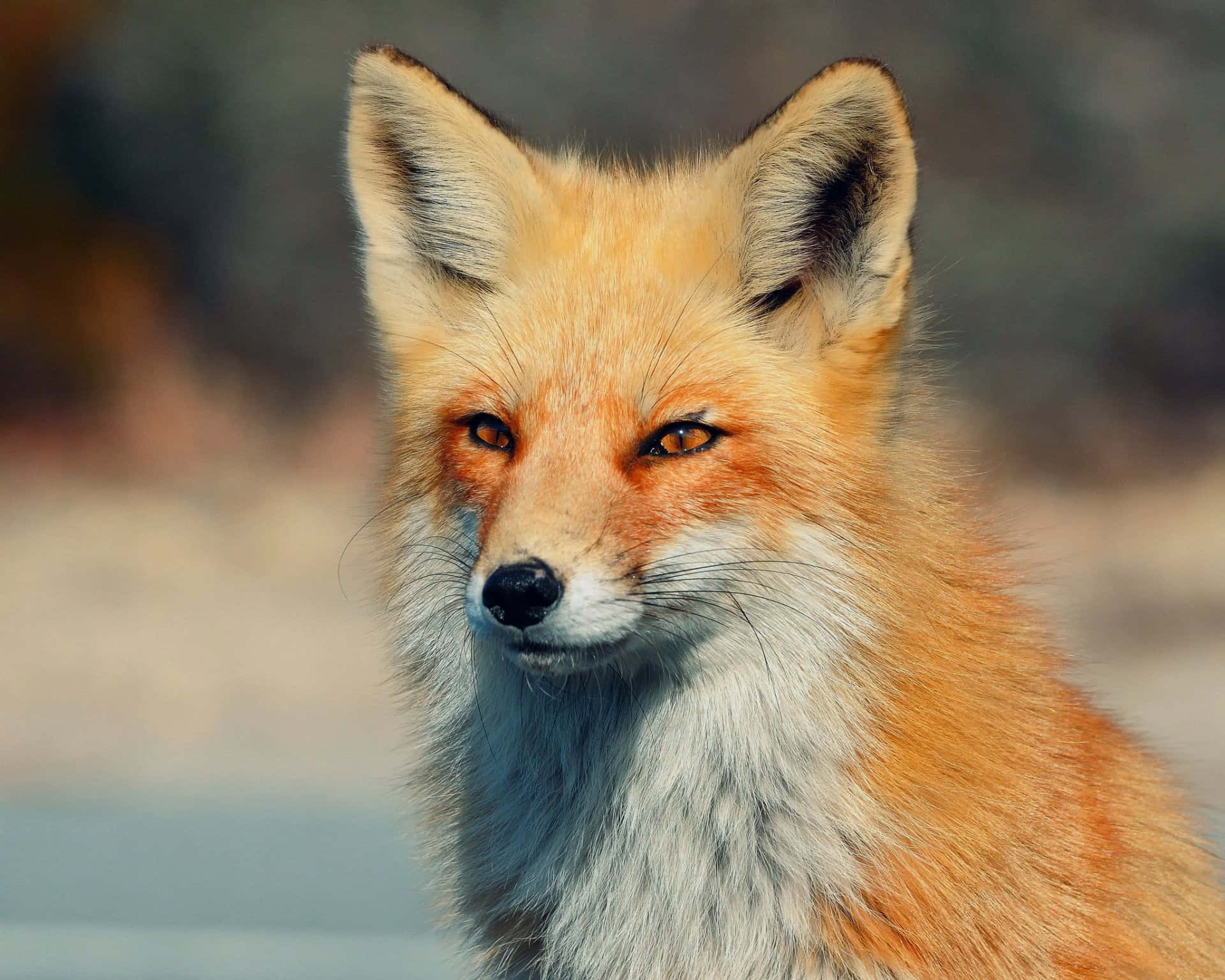 A Cool Fox Enjoying The Evening Shade Wallpaper