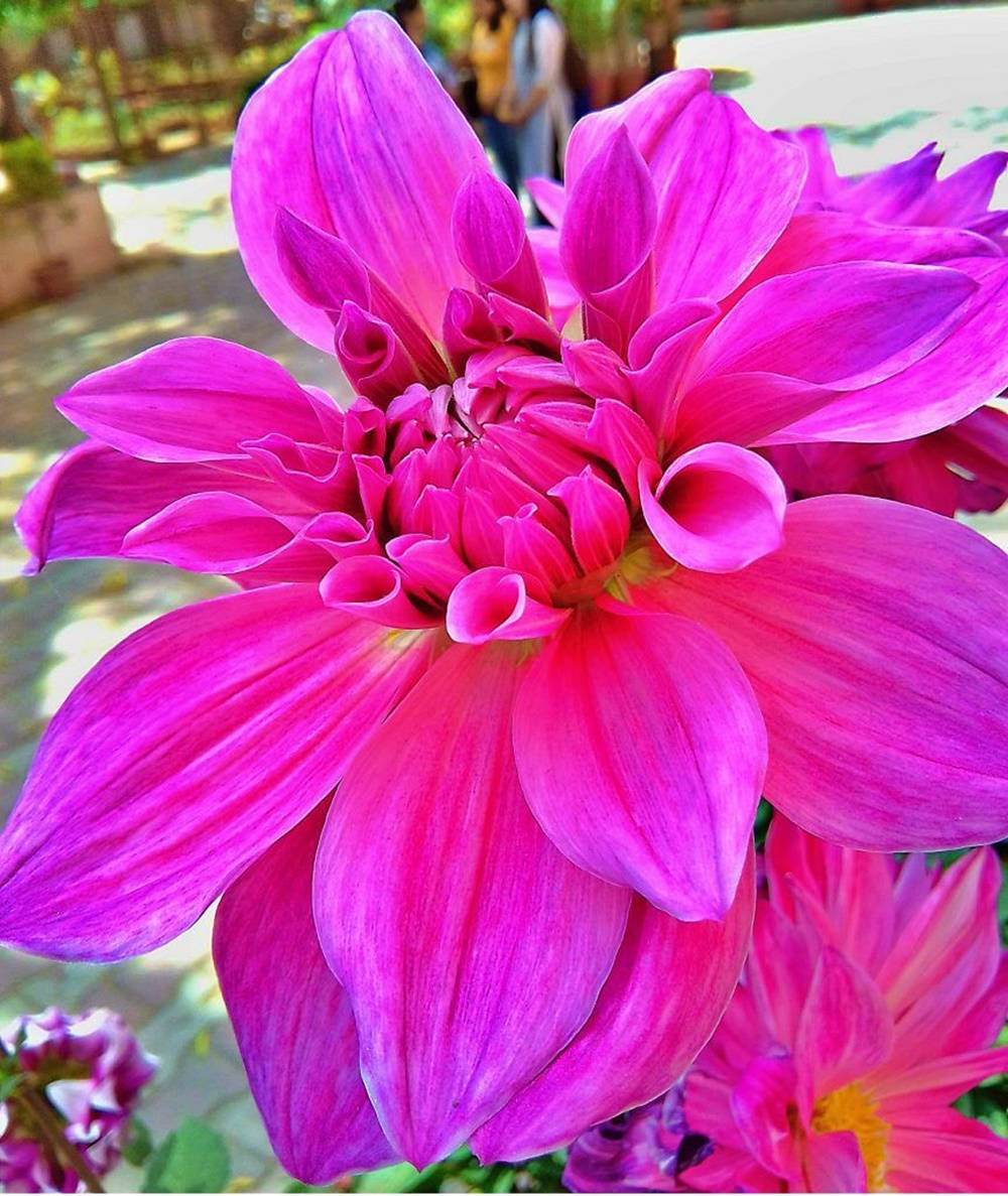 A Display Of Vibrant Pink Dahlias Wallpaper