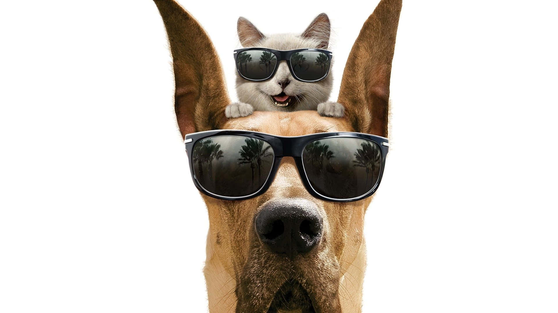 A Dog And Cat Wearing Sunglasses On Their Heads Wallpaper