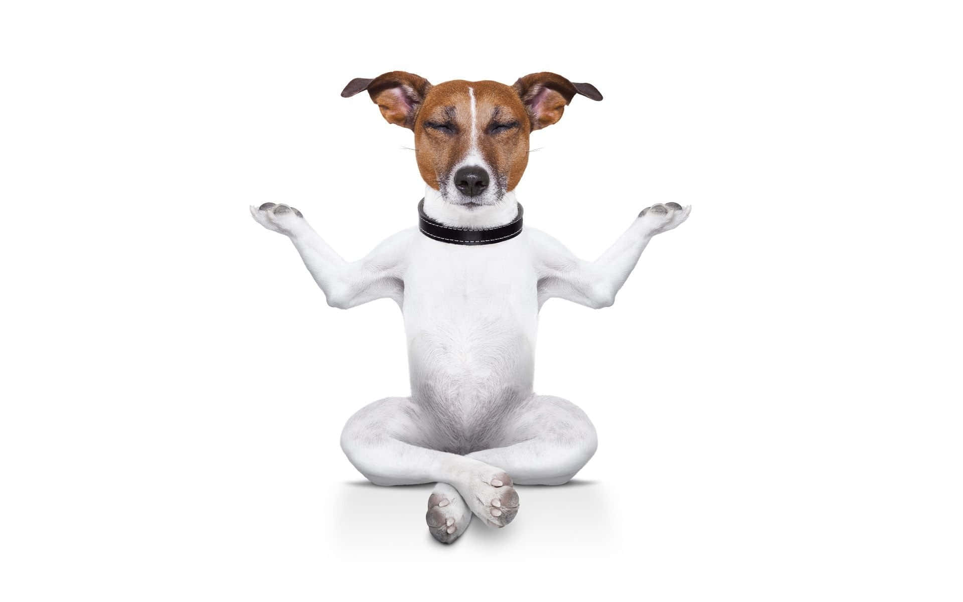 A Dog Is Sitting In A Yoga Pose Wallpaper