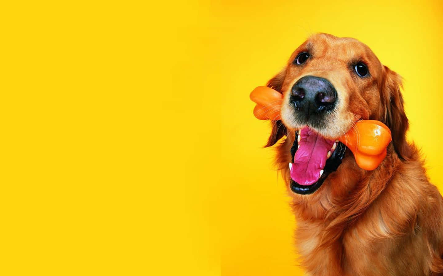 A Dog With A Bone In Its Mouth Wallpaper