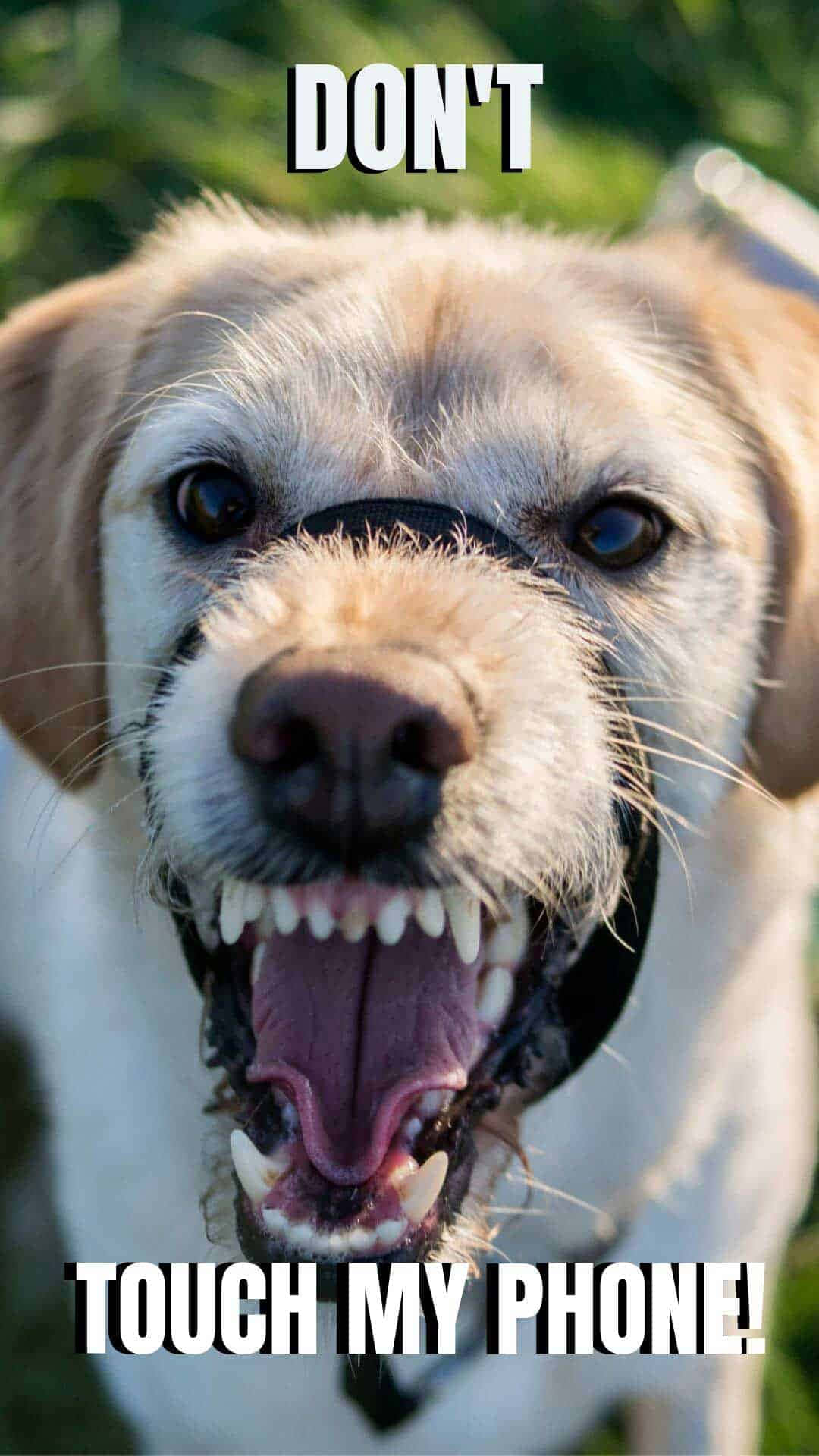 A Dog With A Mouth That Says Don't Touch My Phone Wallpaper