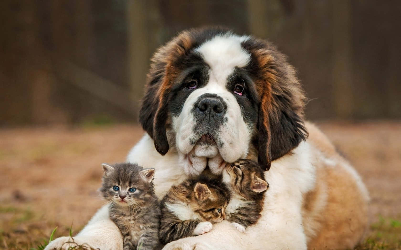 A Dog With Kittens Laying On The Ground Wallpaper