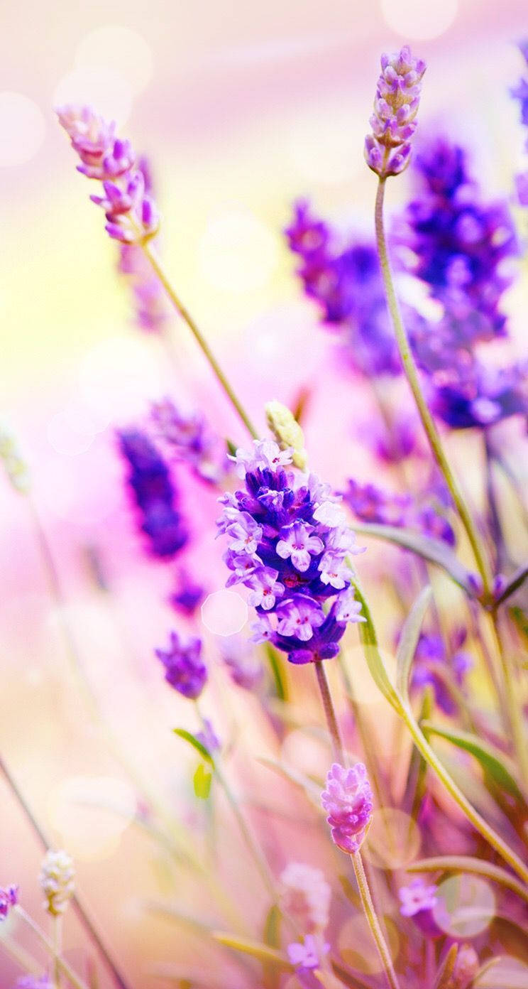 A Field Of Lovely Lavender Flowers Glowing In The Sunlight Wallpaper