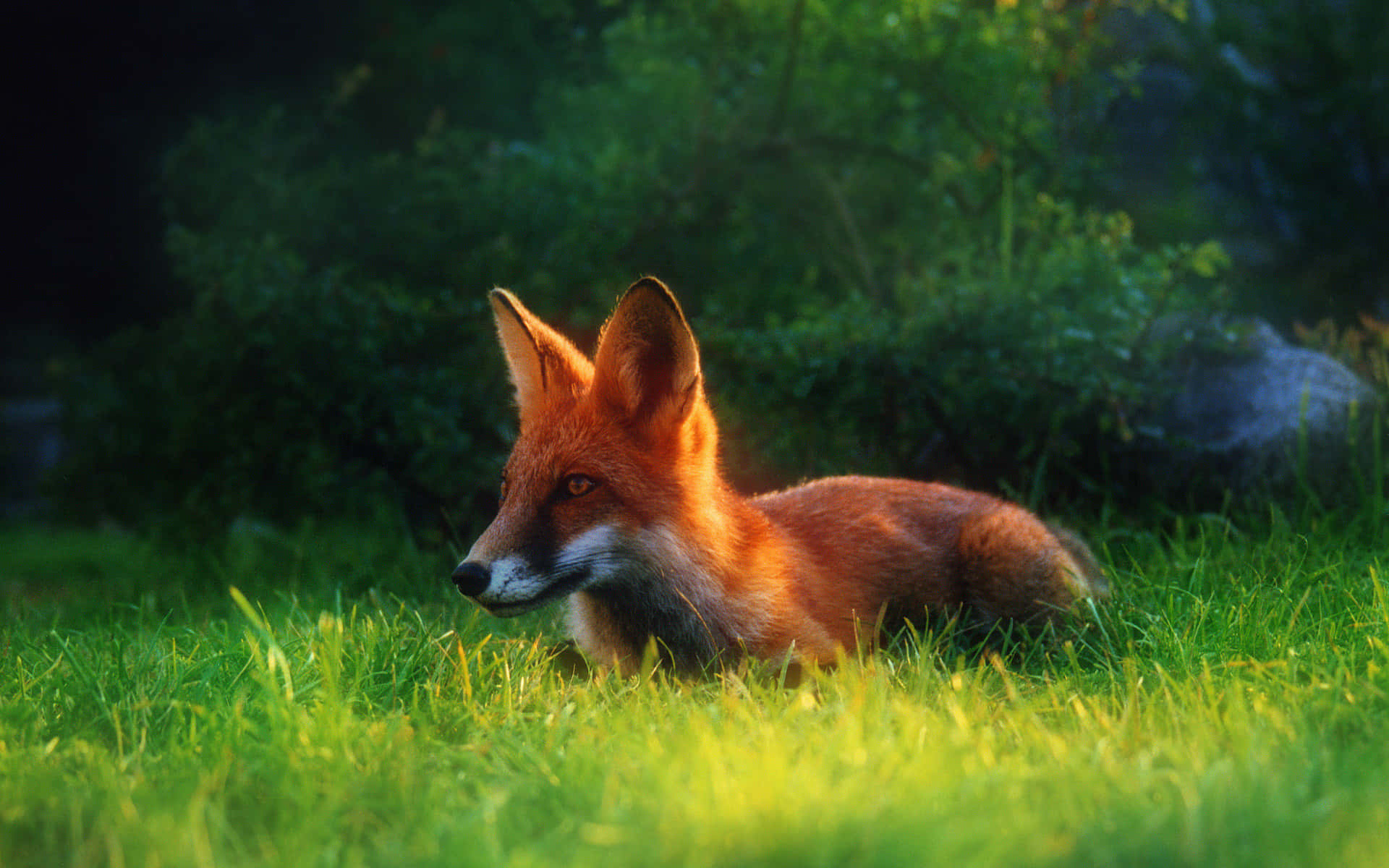 A Fox Is Sitting In The Grass Wallpaper