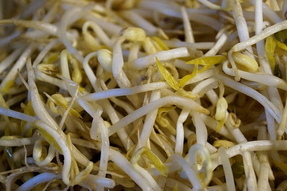 A Fresh Handful Of Healthy Mung Bean Sprouts Wallpaper