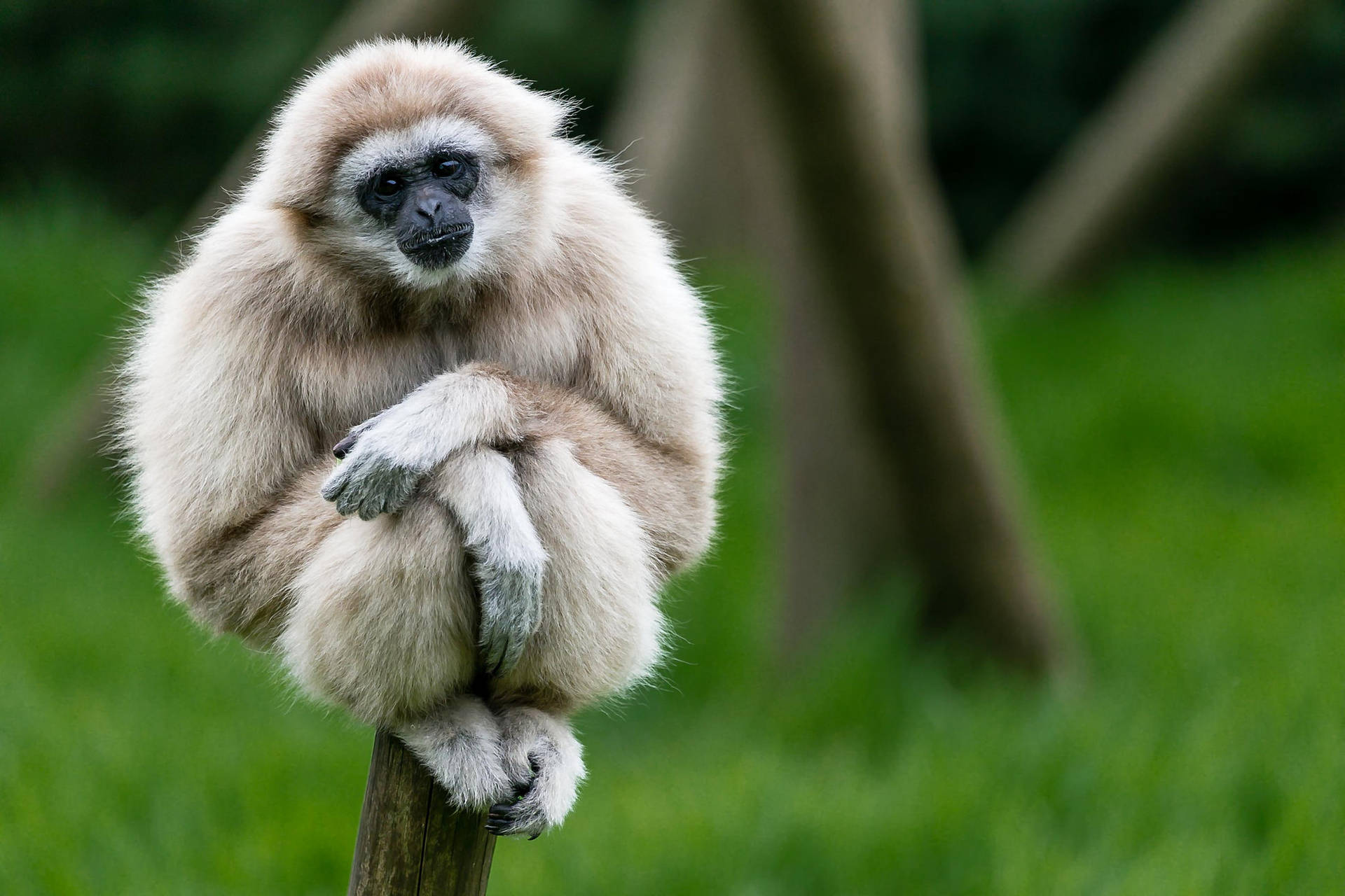 A Gibbon Swinging On A Tree Wallpaper
