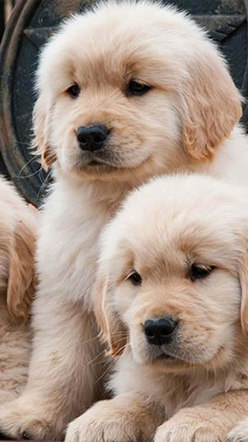 A Golden Retriever Puppy Is Giving Hugs And Cuddles. Wallpaper