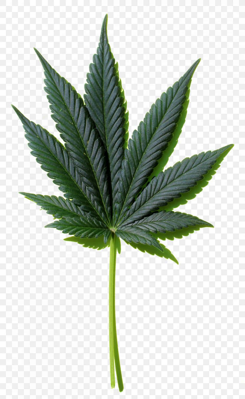 A Green Symbol Of Healing - Cannabis Leaf Wallpaper