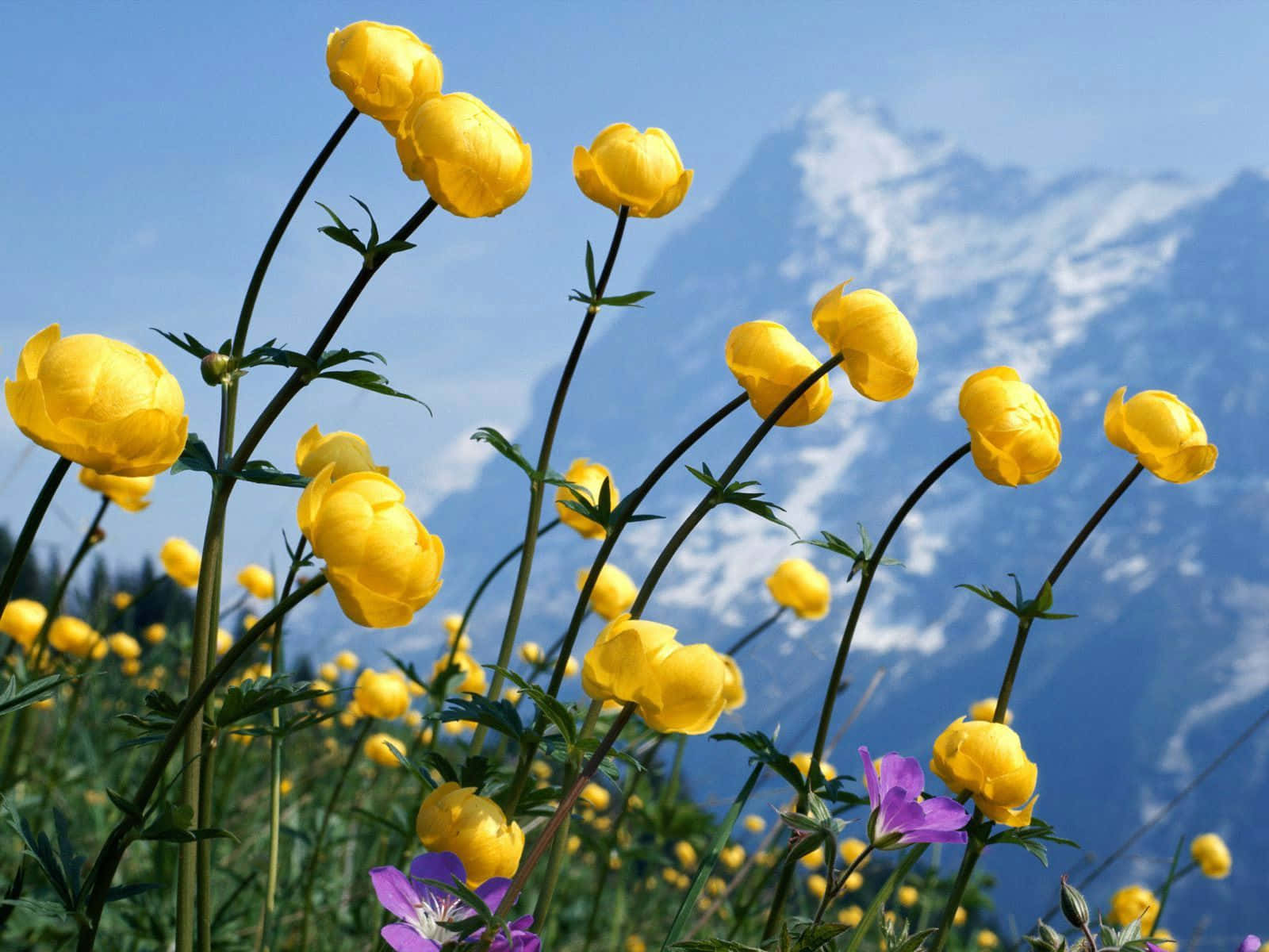 A Laptop Adorned With A Field Of Flowers. Wallpaper