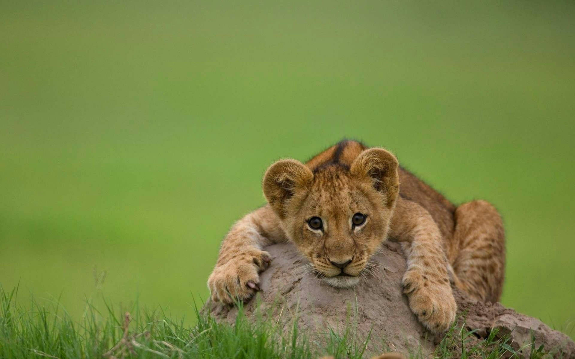 A Lion Cub Taking A Nap On A Stone Wallpaper