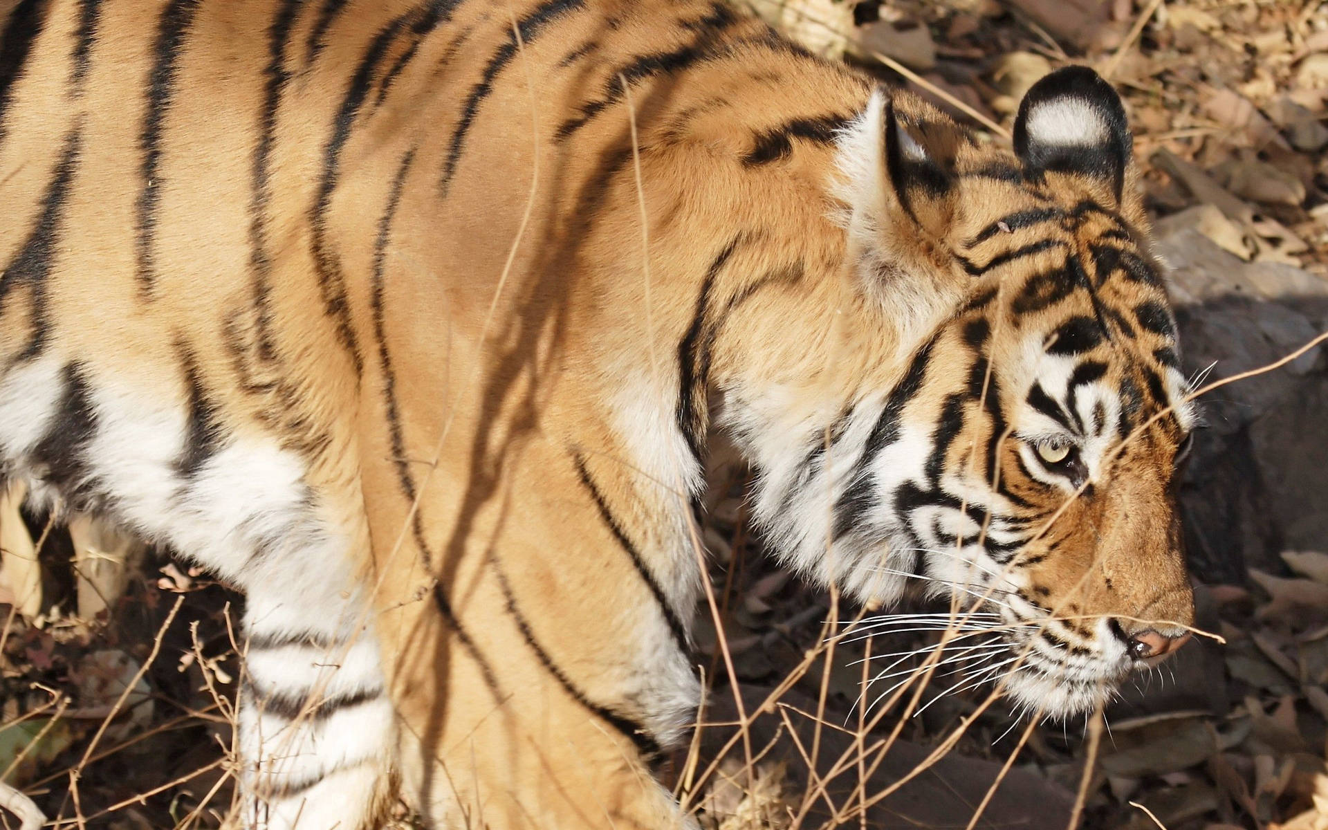 A Majestic Bengal Tiger Walking Through Its Habitat Wallpaper