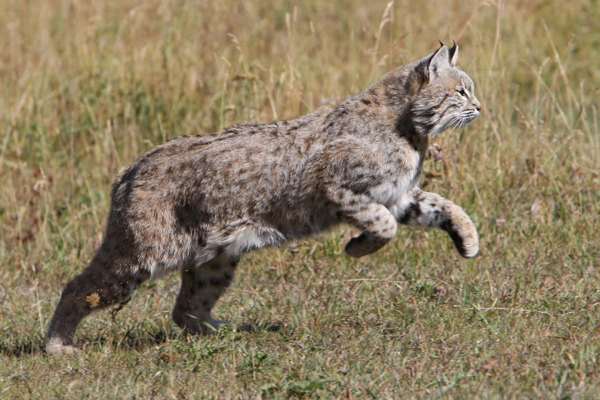 A Majestic Bobcat In Its Natural Habitat Wallpaper