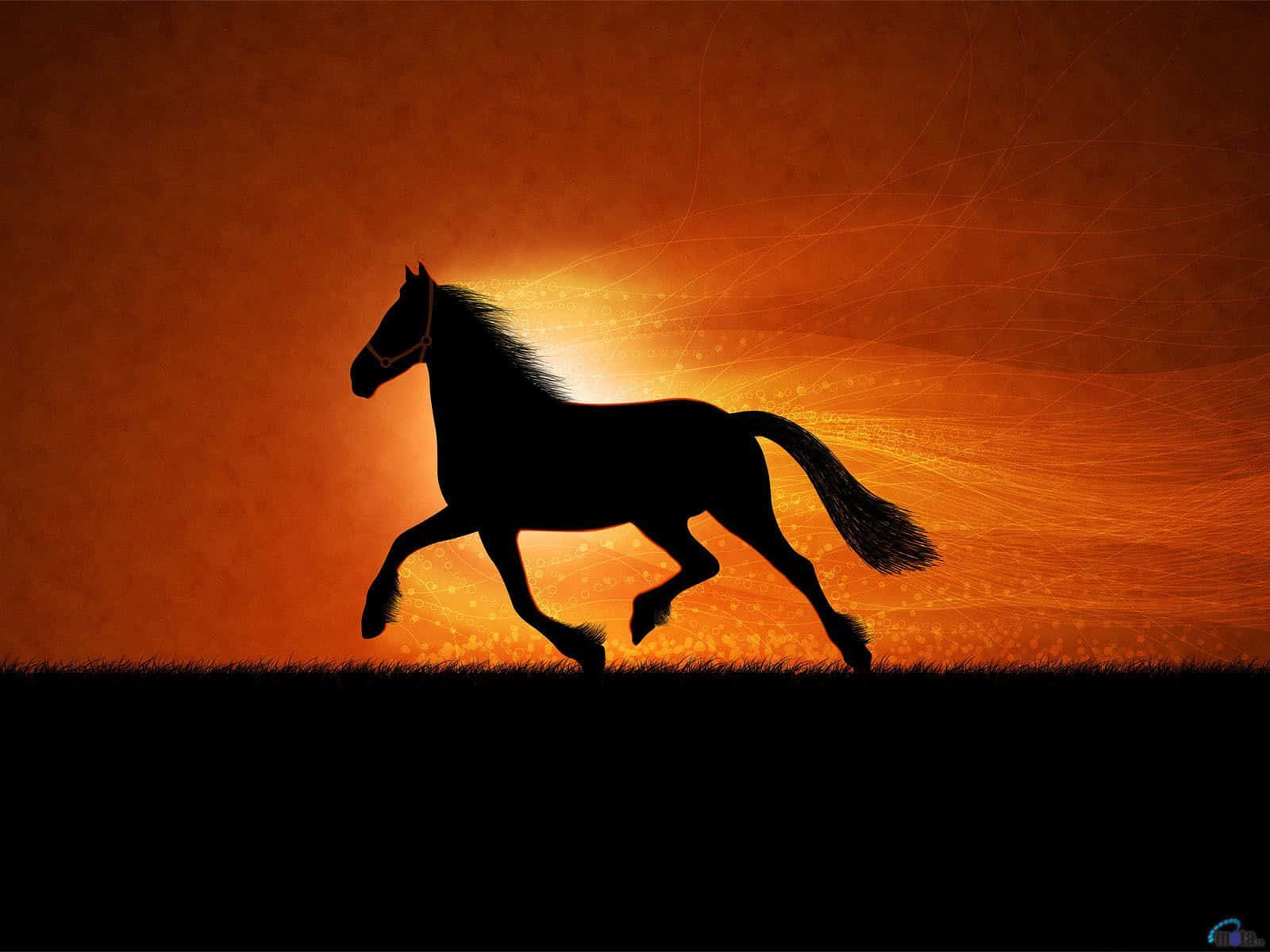 A Majestic Cool Horse Wallpaper