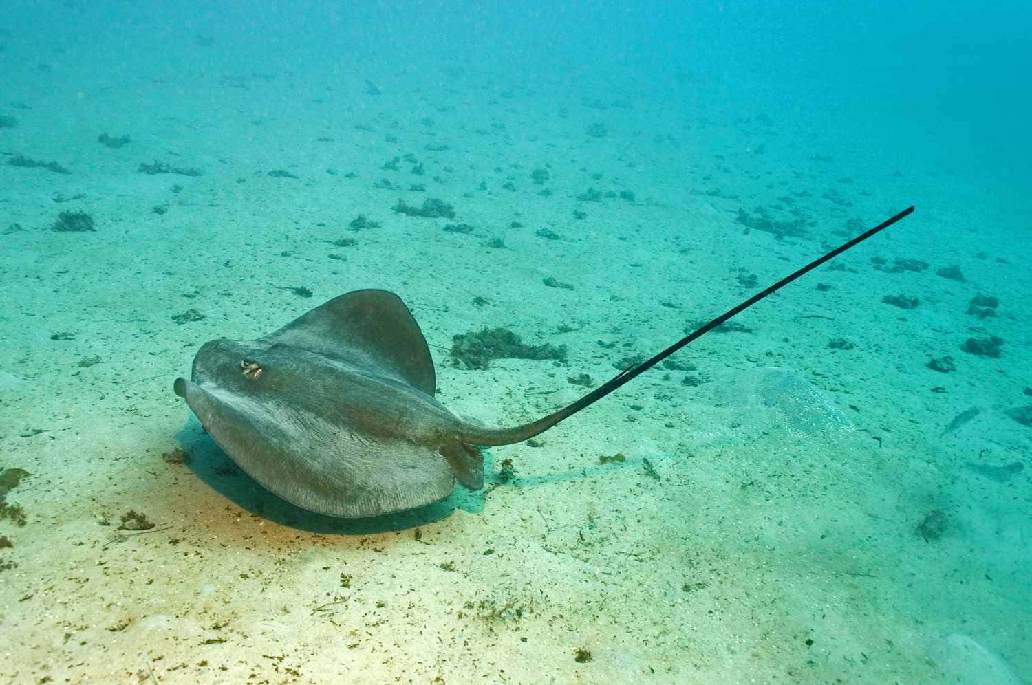 A Majestic Stingray Swimming Serenely Through Aquatic Depths Wallpaper