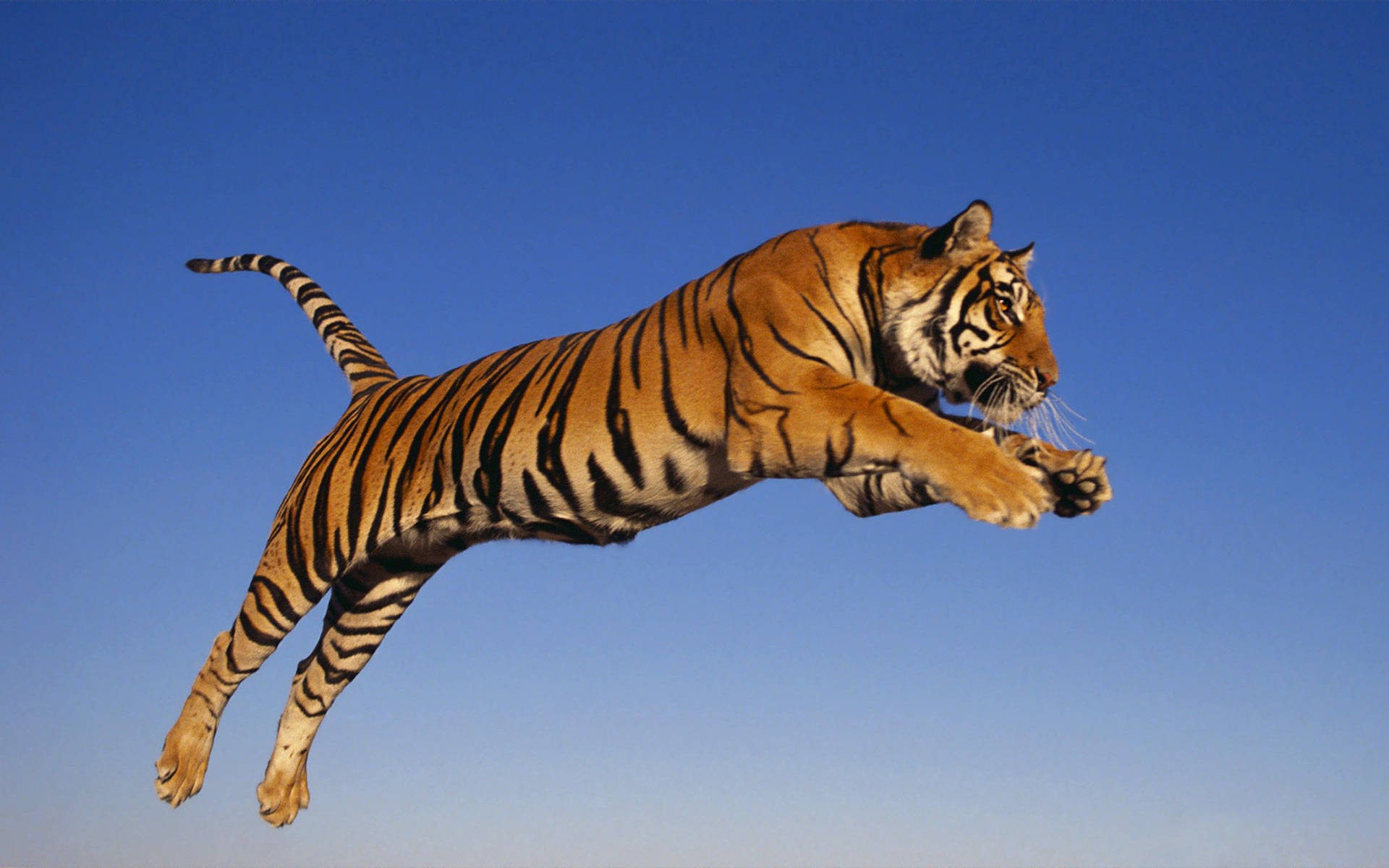 A Majestic Tiger Leaps Across The Savannah Wallpaper