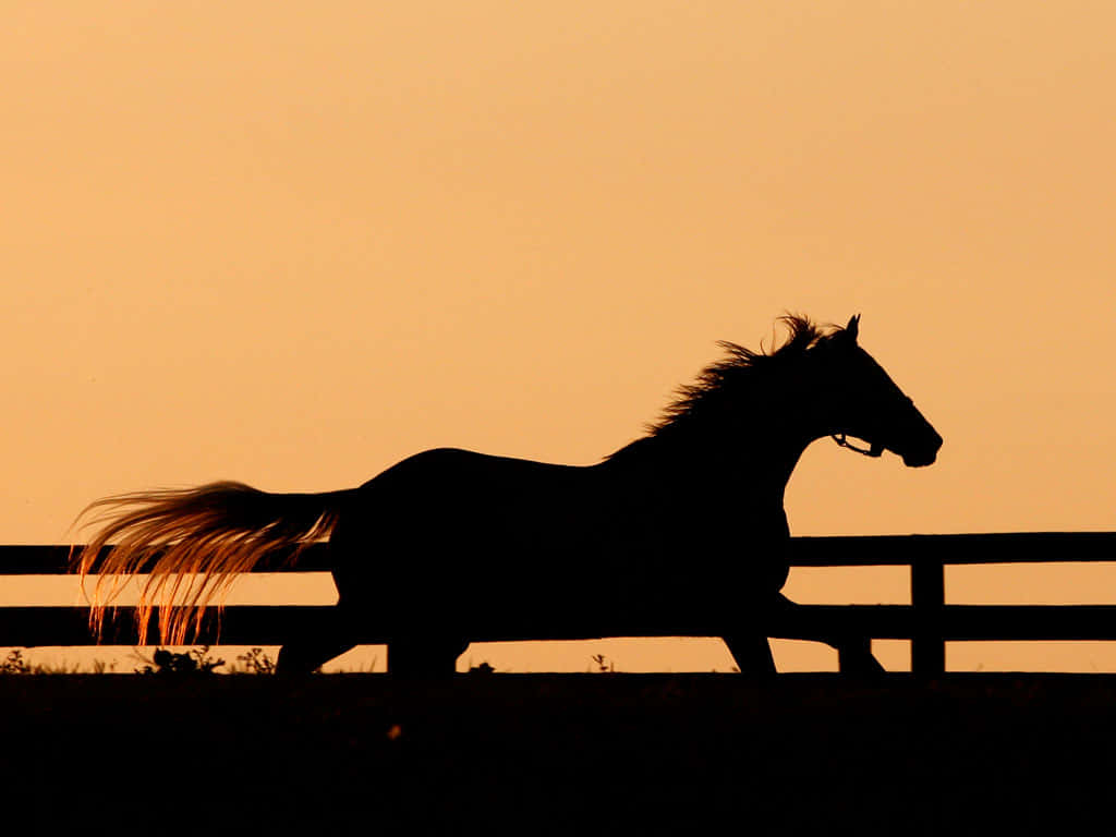 A Majestic White Horse With Black And Grey Accents, Standing Peacefully In A Field Wallpaper