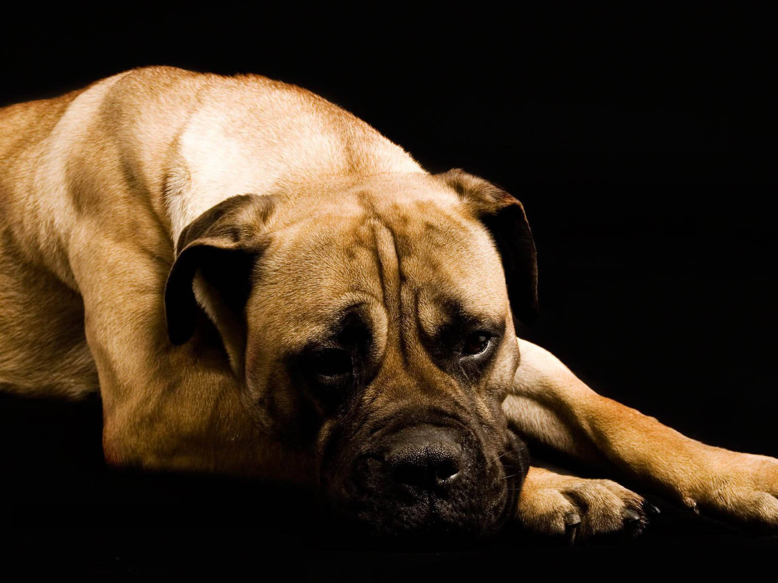 A Melancholic Boxer Dog Gazing Into Distance Wallpaper