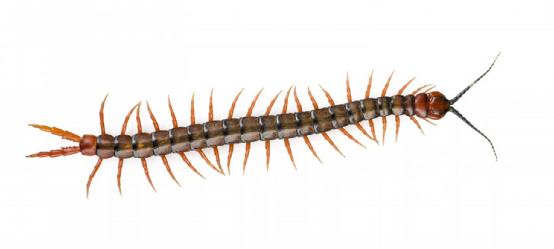 A Multilegged Centipede On White Backdrop Wallpaper