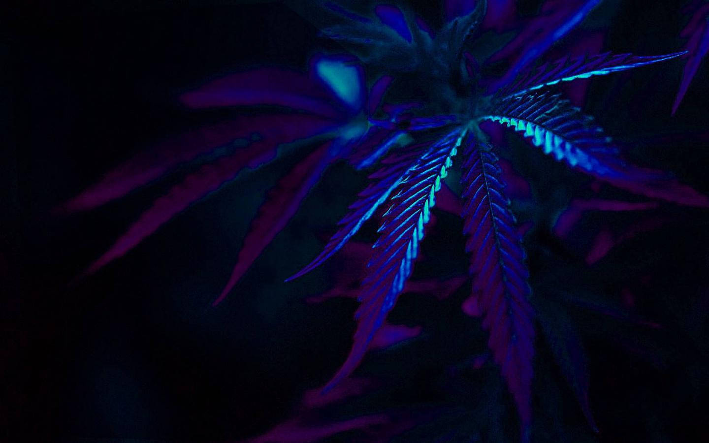 A Purple And Blue Marijuana Leaf In The Dark Wallpaper