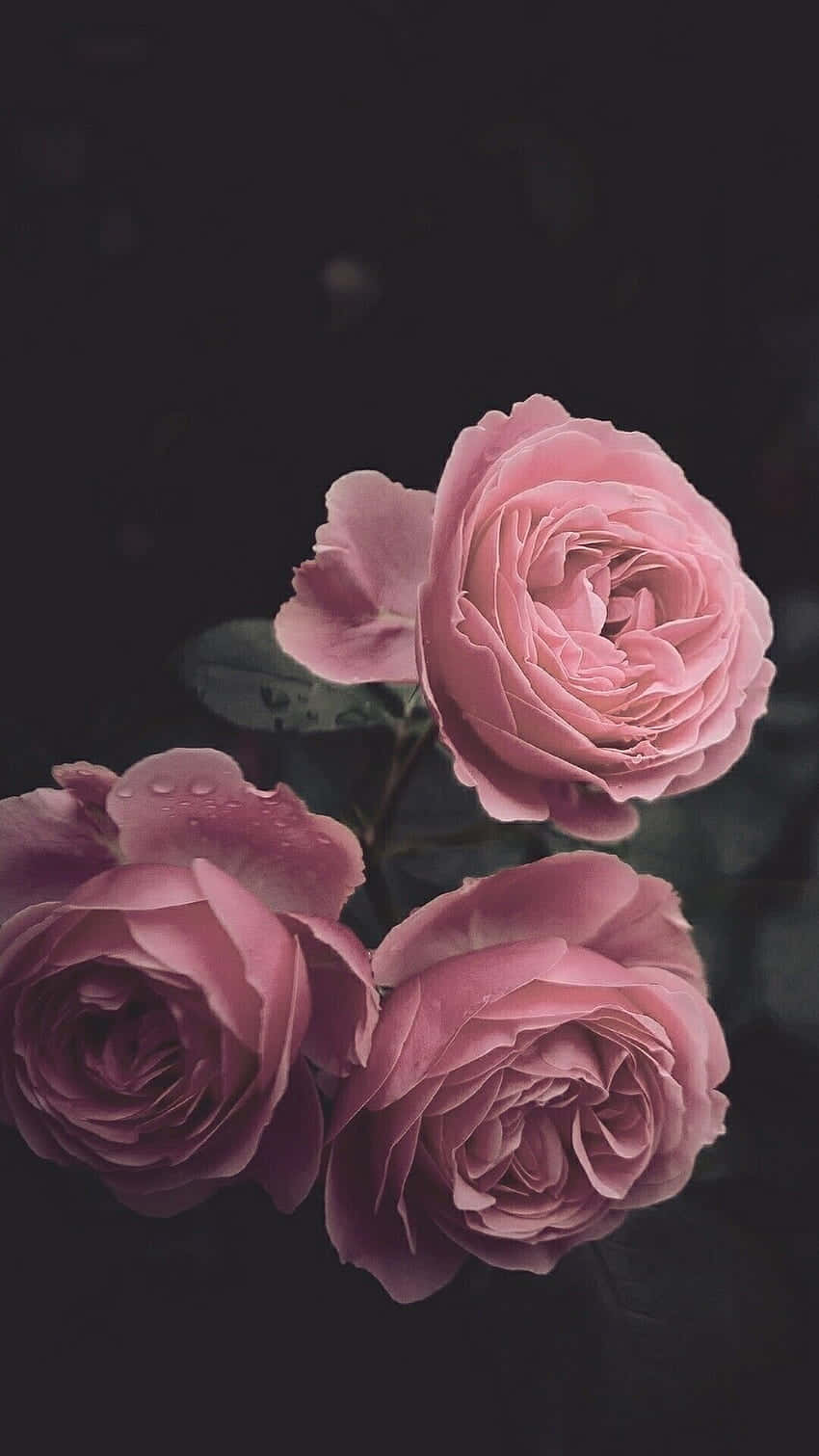 A Rich And Vibrant Dark Flower Aesthetically Adorns A Garden Scene Wallpaper