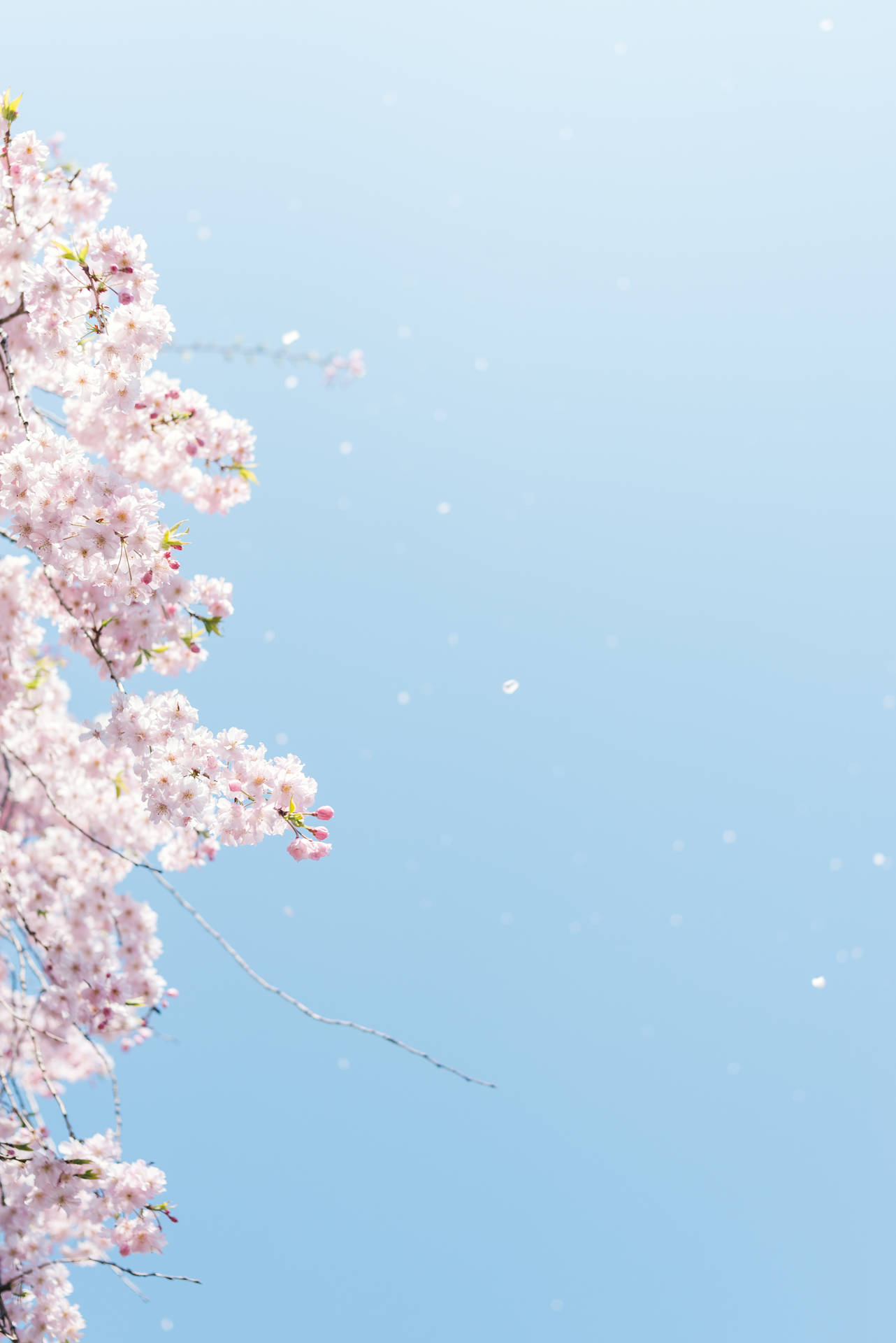 A Single Cherry Blossom Tree Standing Tall And Majestic. Wallpaper