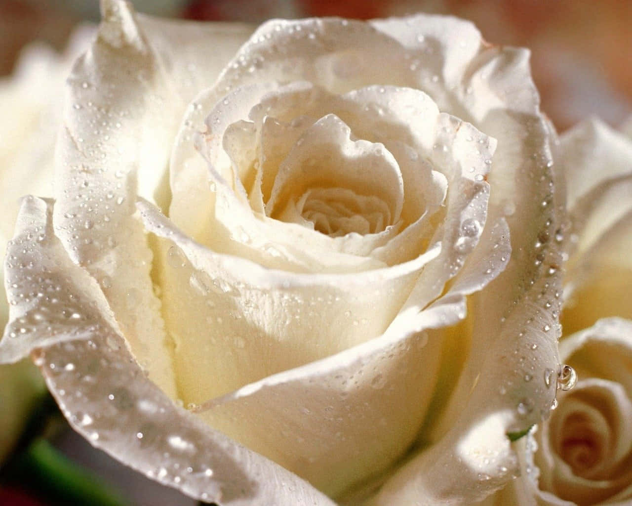 A Single White Rose Against A Black Background Is A Stunning Sight. Wallpaper